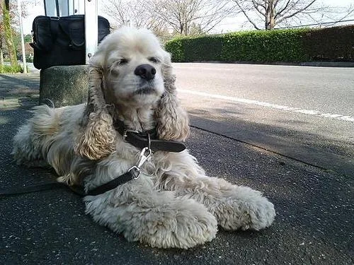Cocker Spaniel #57, a Cocker Spaniel in the PetMatch pool