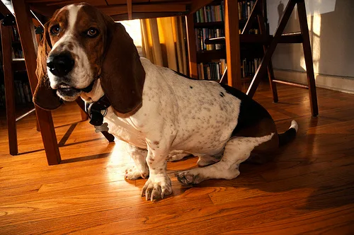basset hound #15, a Basset Hound in the PetMatch pool