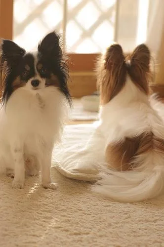 Papillon #53, a Papillon in the PetMatch pool