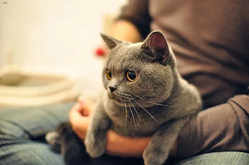 British Shorthair #100, a Mixed Breed Cat in the PetMatch pool