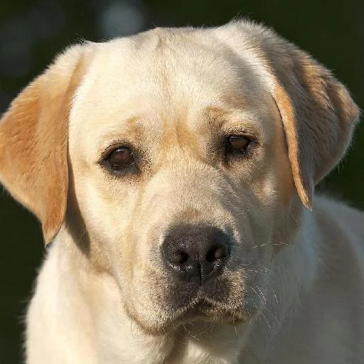 Mixed #4061, a Labrador Retriever in the PetMatch pool