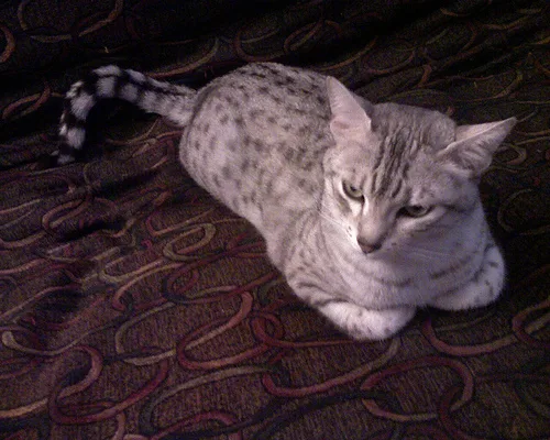 Egyptian Mau #75, a Egyptian Mau in the PetMatch pool