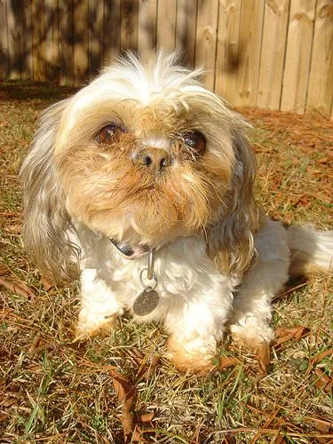 Shih Tzu #34, a Shih Tzu in the PetMatch pool