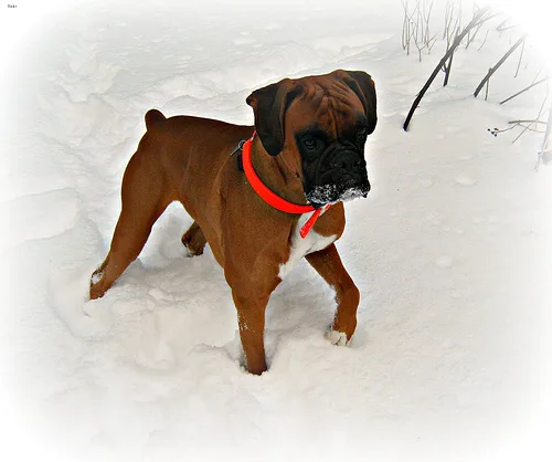 boxer #53, a Boxer in the PetMatch pool