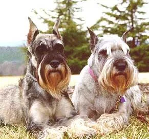 Standard Schnauzer #36, a Standard Schnauzer in the PetMatch pool