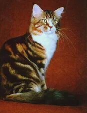 Maine Coon #1, a Mixed Breed Cat in the PetMatch pool