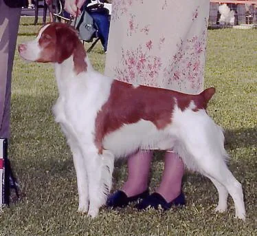 Brittany Spaniel #82, a Brittany in the PetMatch pool