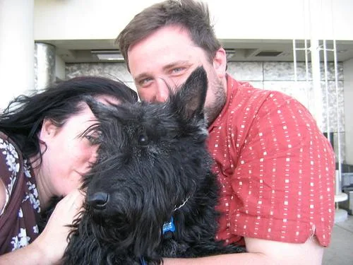 Scotch Terrier #87, a Scottish Terrier in the PetMatch pool