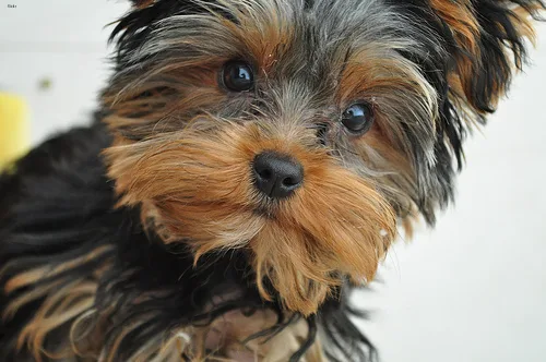 yorkshire terrier #75, a Yorkshire Terrier in the PetMatch pool