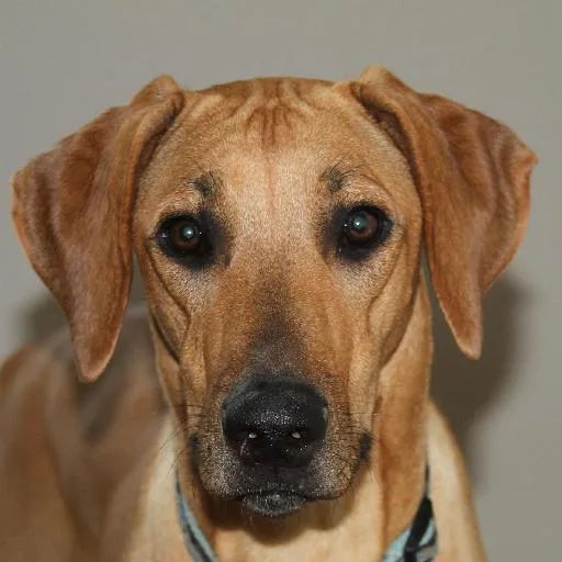 Mixed #1369, a Rhodesian Ridgeback in the PetMatch pool