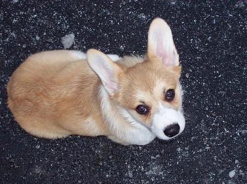 Pembroke #66, a Pembroke Welsh Corgi in the PetMatch pool