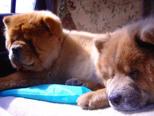 Chow #22, a Chow Chow in the PetMatch pool