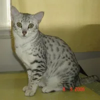 Egyptian Mau #30, a Egyptian Mau in the PetMatch pool
