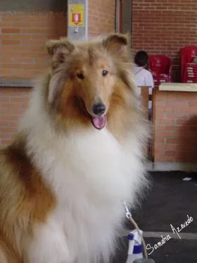 Collie #69, a Collie in the PetMatch pool