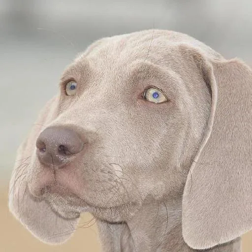 Mixed #447, a Weimaraner in the PetMatch pool