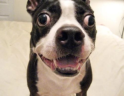 Boston Bull #89, a Boston Terrier in the PetMatch pool