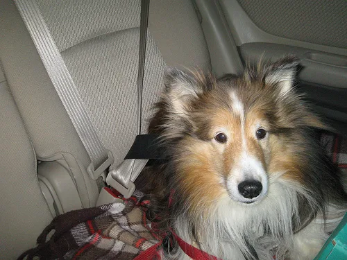 Shetland Sheepdog #58, a Shetland Sheepdog in the PetMatch pool