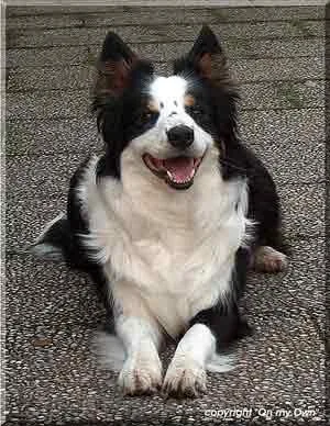Border Collie #110, a Border Collie in the PetMatch pool