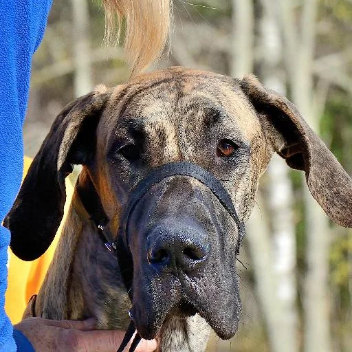 Mixed #3066, a Great Dane in the PetMatch pool