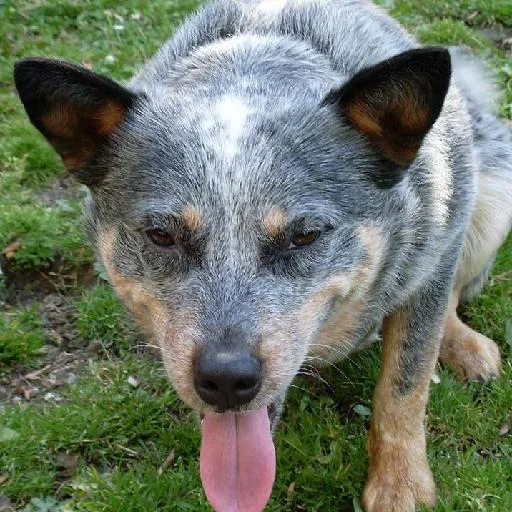 Mixed #4991, a Mixed Breed in the PetMatch pool