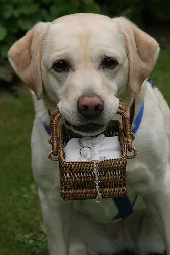 Labrador Retriever #37, a Labrador Retriever in the PetMatch pool