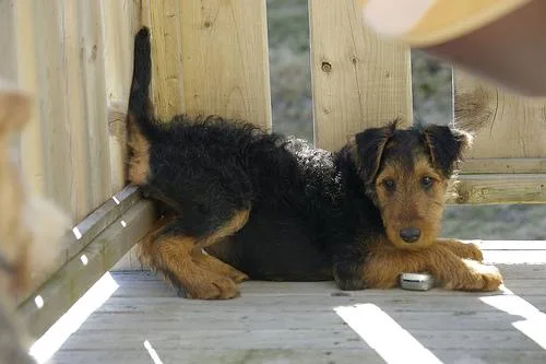 Airedale #55, a Airedale Terrier in the PetMatch pool