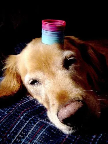 Golden Retriever #72, a Golden Retriever in the PetMatch pool