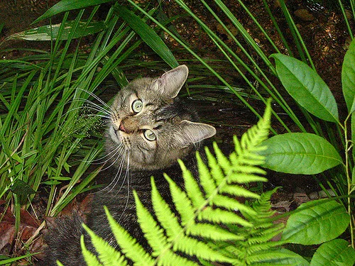 Mixed #19753, a Domestic Shorthair in the PetMatch pool