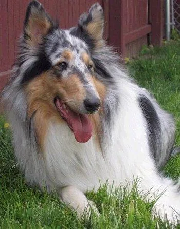 Collie #26, a Collie in the PetMatch pool