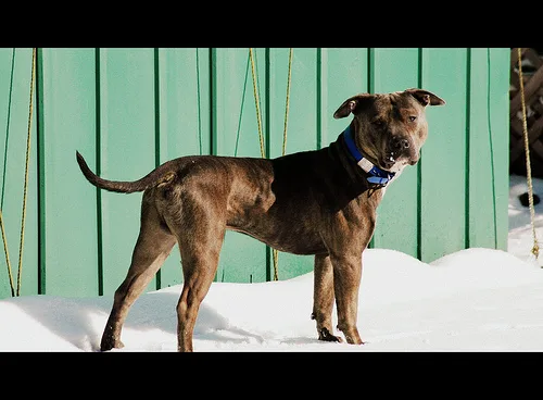 american pit bull terrier #10, a Mixed Breed in the PetMatch pool