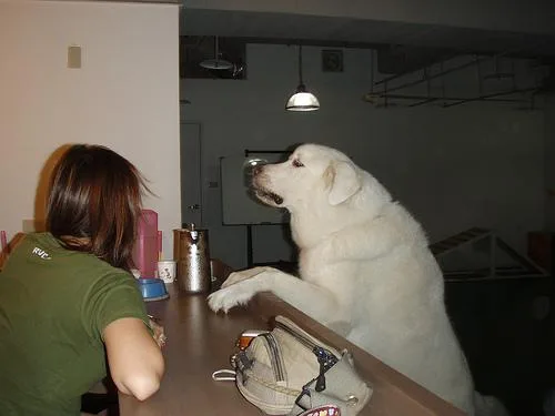 Great Pyrenees #60, a Great Pyrenees in the PetMatch pool