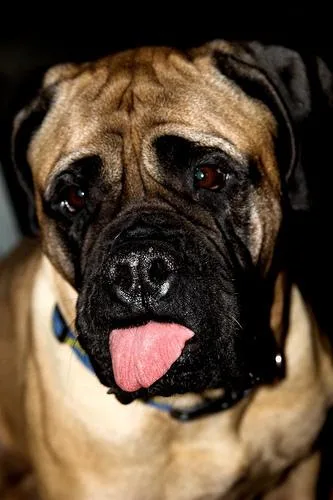 Bull Mastiff #23, a Mastiff in the PetMatch pool