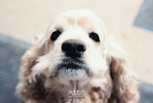 Cocker Spaniel #119, a Cocker Spaniel in the PetMatch pool
