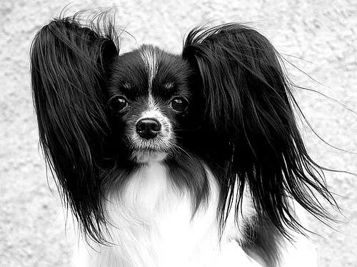 Papillon #2, a Papillon in the PetMatch pool