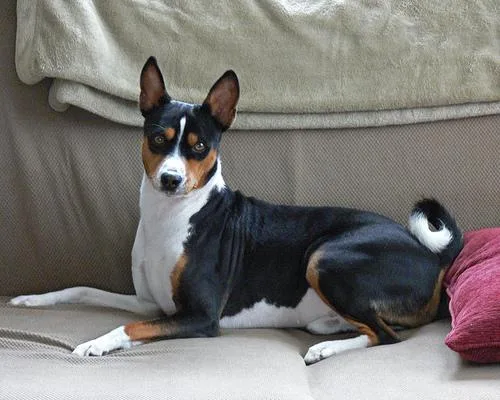 Basenji #78, a Basenji in the PetMatch pool