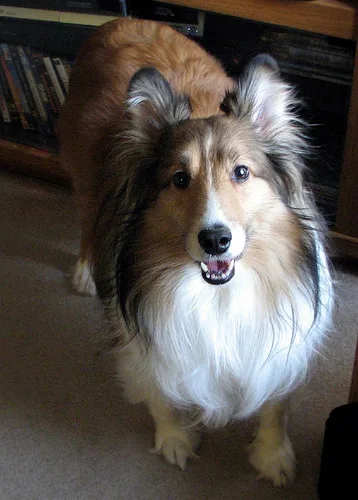 Shetland Sheepdog #88, a Shetland Sheepdog in the PetMatch pool