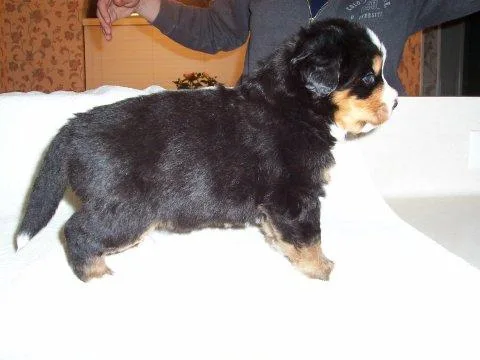 Bernese Mountain Dog #95, a Bernese Mountain Dog in the PetMatch pool