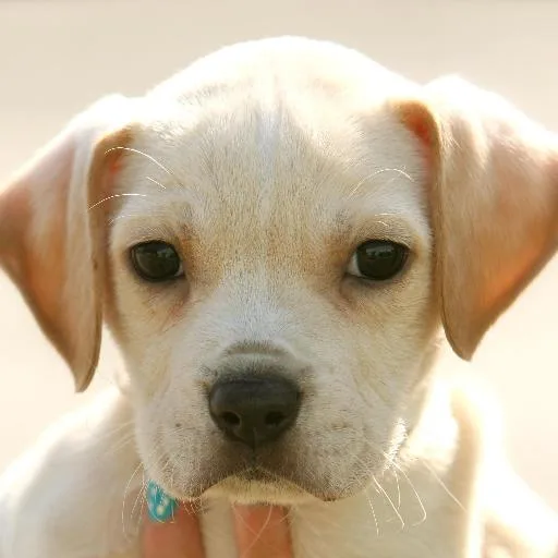 Mixed #1995, a Labrador Retriever in the PetMatch pool