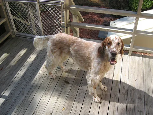 english setter #161, a English Setter in the PetMatch pool