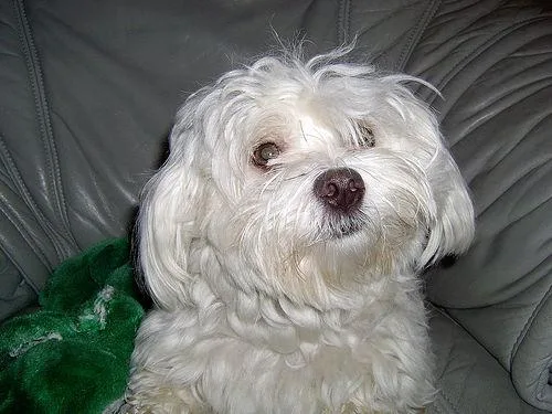 Maltese Dog #1, a Maltese in the PetMatch pool