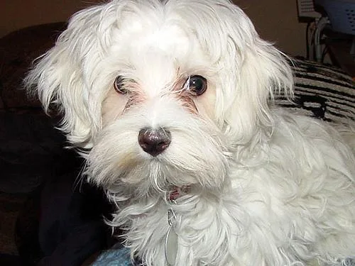 Maltese Dog #44, a Maltese in the PetMatch pool