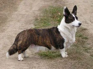 Cardigan #45, a Cardigan Welsh Corgi in the PetMatch pool