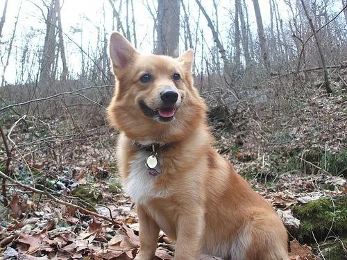 Pembroke #29, a Pembroke Welsh Corgi in the PetMatch pool