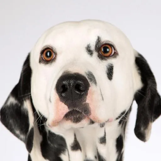 Mixed #2147, a Dalmatian in the PetMatch pool