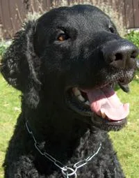 Curly Coated Retriever #79, a Mixed Breed in the PetMatch pool