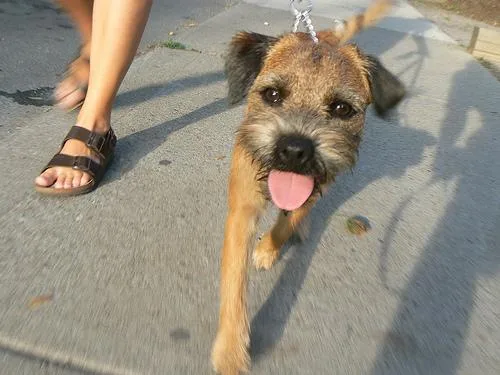 Border Terrier #27, a Border Terrier in the PetMatch pool