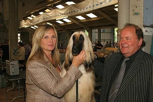 Afghan Hound #30, a Afghan Hound in the PetMatch pool
