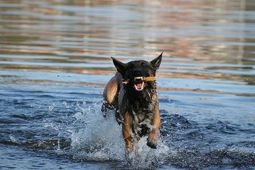 Malinois #81, a Belgian Malinois in the PetMatch pool