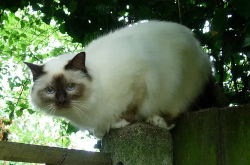 Birman #10, a Mixed Breed Cat in the PetMatch pool