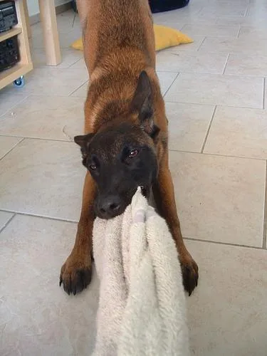 Malinois #118, a Belgian Malinois in the PetMatch pool